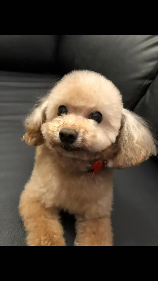 🐾【宮若市｜トイプードルの姫ちゃんのお見送り】🌸