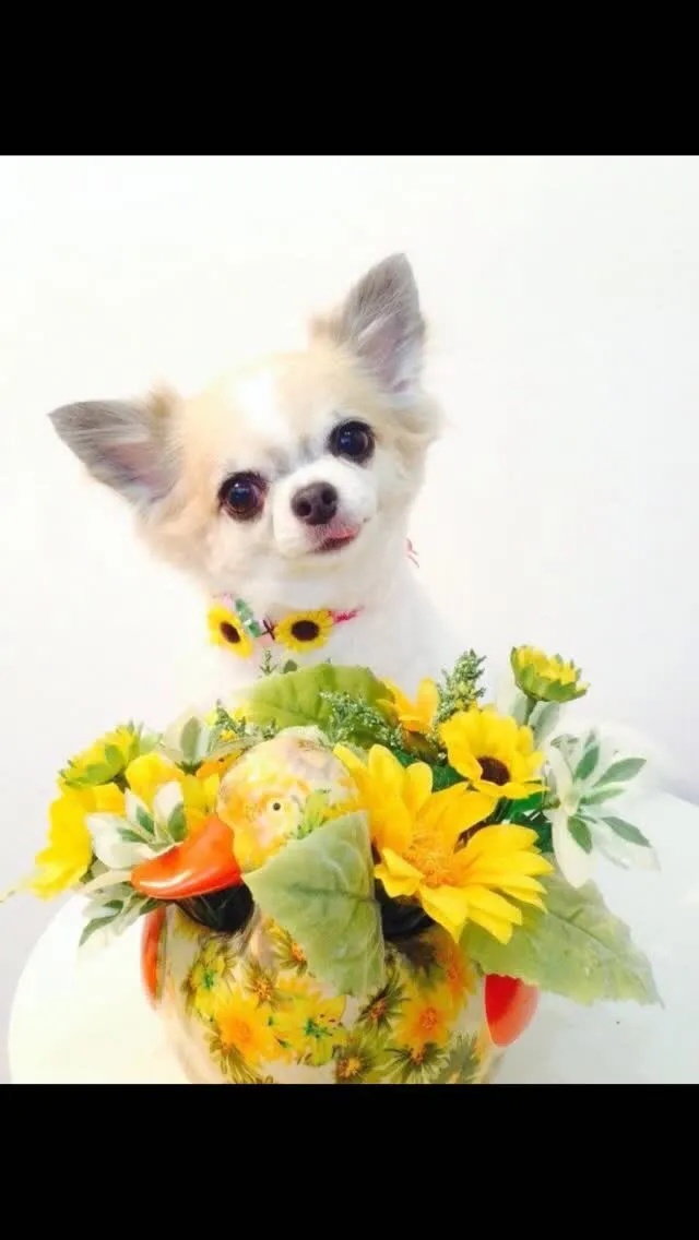 🐾【田川市｜チワワのティファニーちゃんのお見送り】🌸