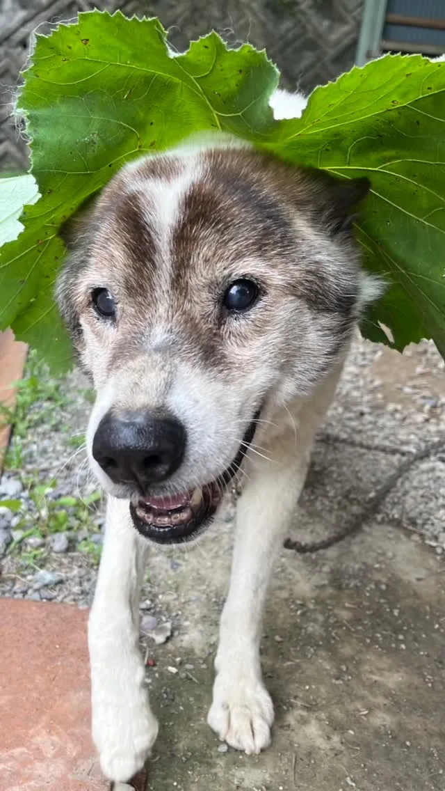 🐾【宮若市｜雑種犬のハッピィくんのお見送り】🌸