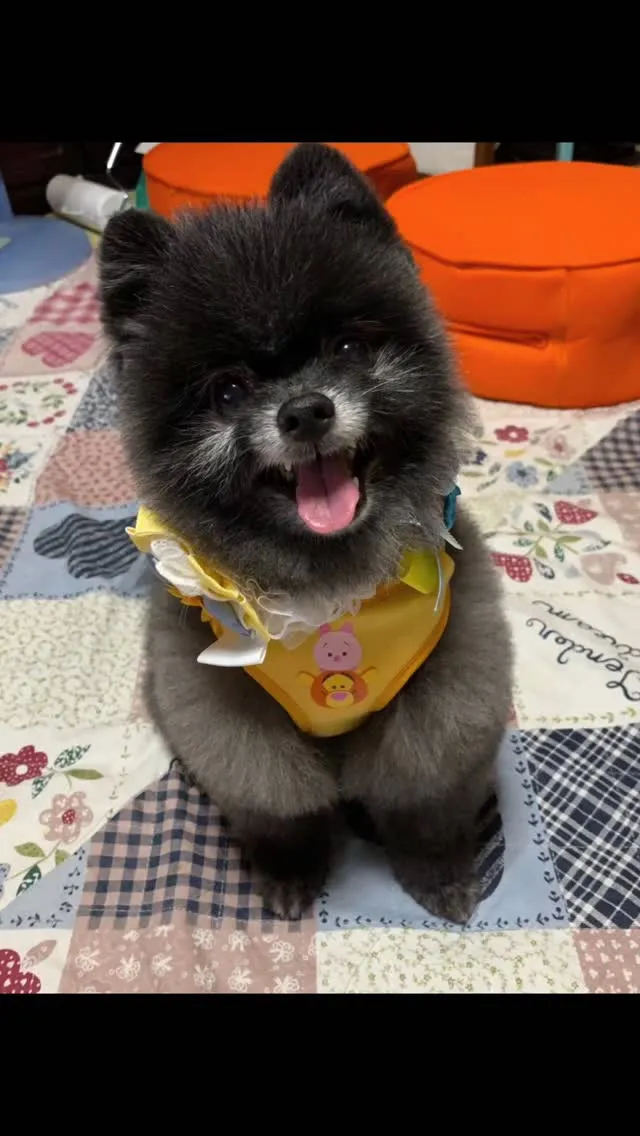 🐾【北九州市八幡西区｜ポメラニアンのコロンくんのお見送り】🌸