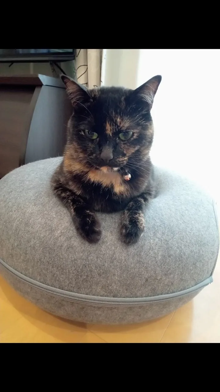 🐾【小竹町｜猫のジジちゃんのお見送り】🌸