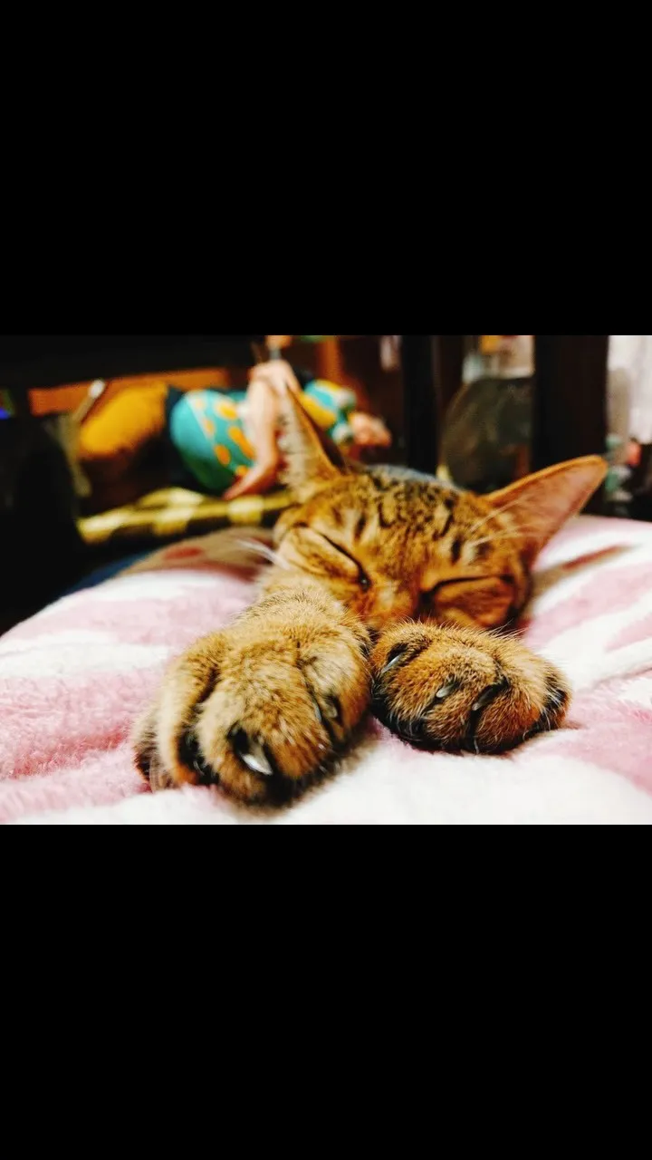 🐾【飯塚市｜猫のキィちゃんのお見送り】🌸