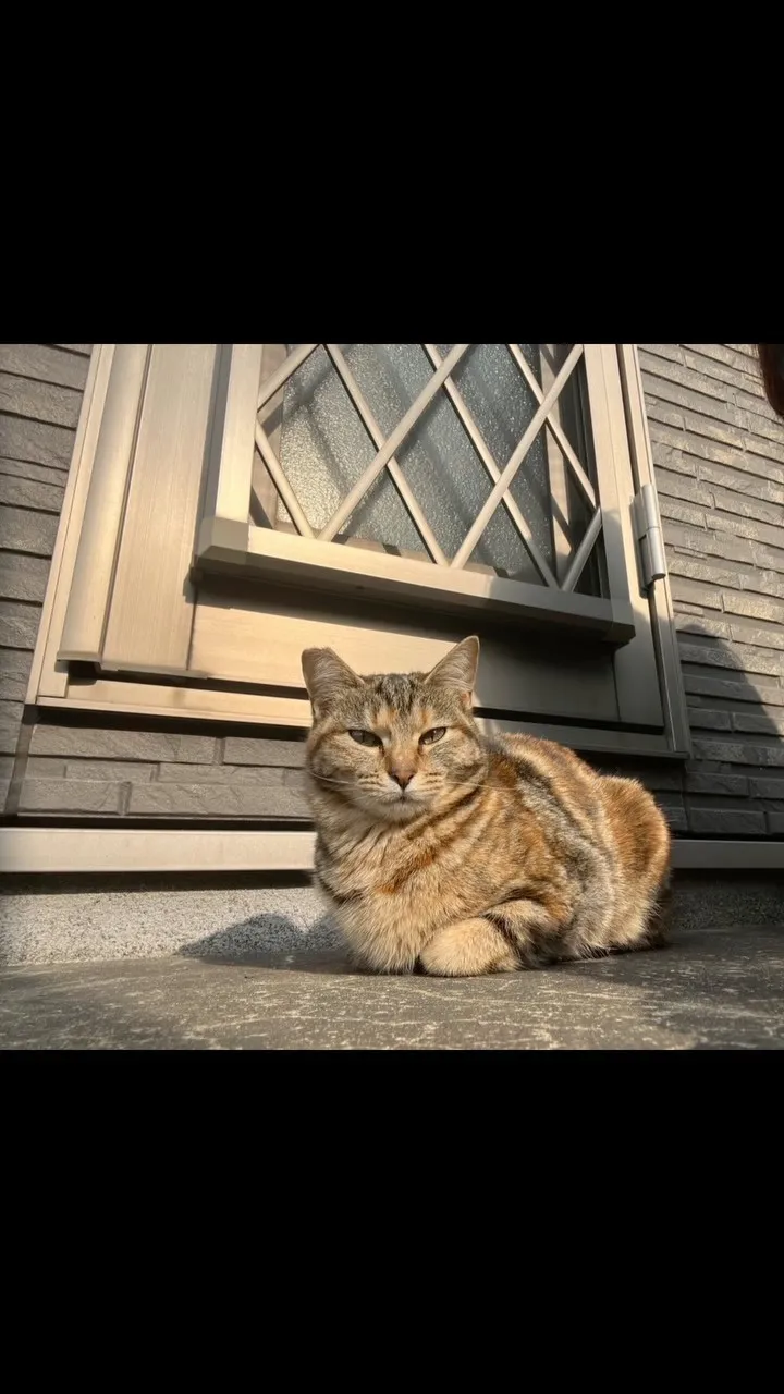 🐾【飯塚市｜猫のシナモンちゃんのお見送り】🌸