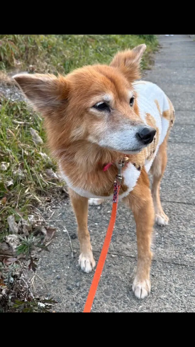 🐾【小竹町｜雑種犬のりんちゃんのお見送り】🌸