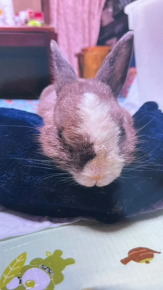 🐾【直方市｜うさぎのきんちゃんのお見送り】🌸