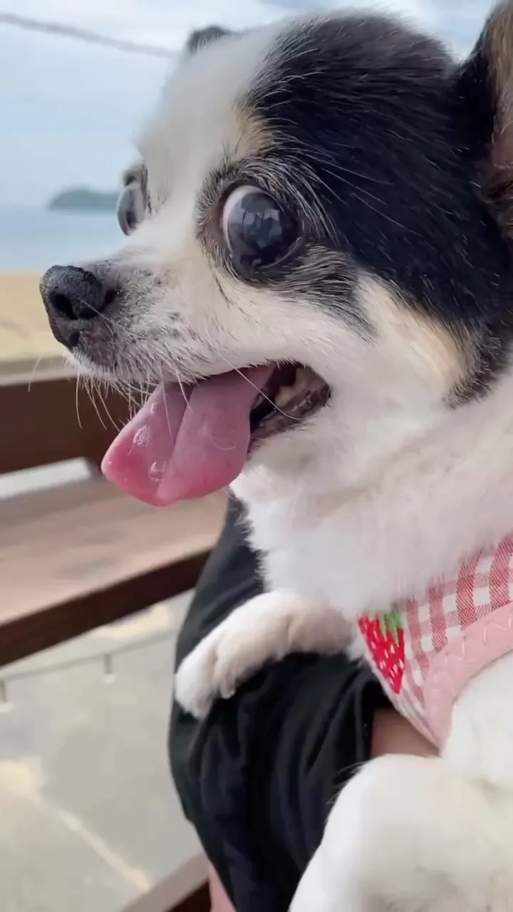 🐾【直方市｜チワワのココちゃんのお見送り】🌸