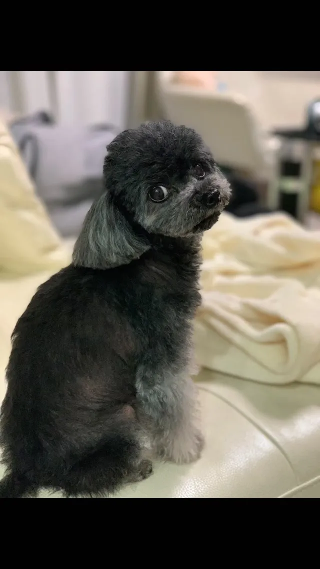 🐾【田川市｜トイプードルのピノちゃんのお見送り】🌸