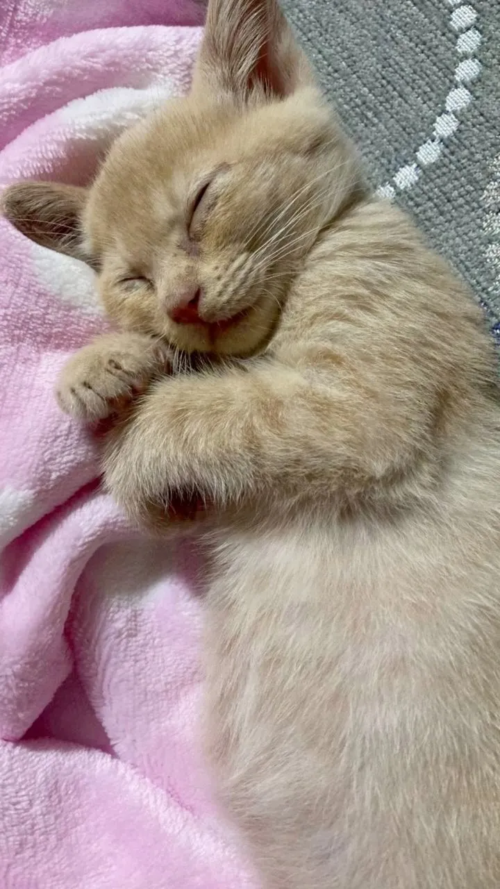 🐾【行橋市｜猫のミリーちゃんのお見送り】🌸